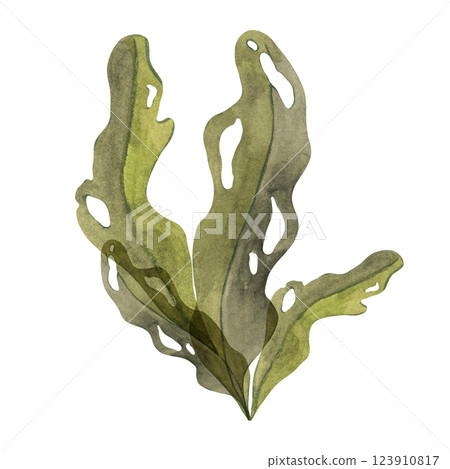 Olive-green watercolor seaweed clipart with large, porous leaves. Brown kelp, fucus sea plant, isolated algae illustration for ocean designs, natural underwater vegetation, food supplements 123910817