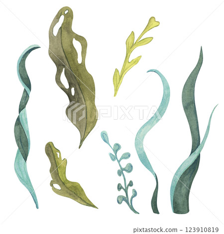 Green, blue and yellow watercolor seaweed clipart set. Algae design elements, kelp, laminaria isolated illustrations for ocean-themed designs, marine life scenery, food supplements packaging Green, blue and yellow watercolor seaweed clipart set. Algae design elements, kelp, laminaria isolated illustrations for ocean-themed designs, marine life scenery, food supplements packaging 123910819