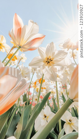 Tulip and daffodil flowers in sunny field with blue sky background, spring season Tulip and daffodil flowers in sunny field with blue sky background, spring season 123910927
