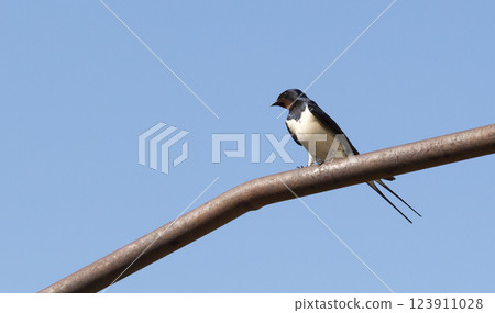 Martlet on the tube 123911028