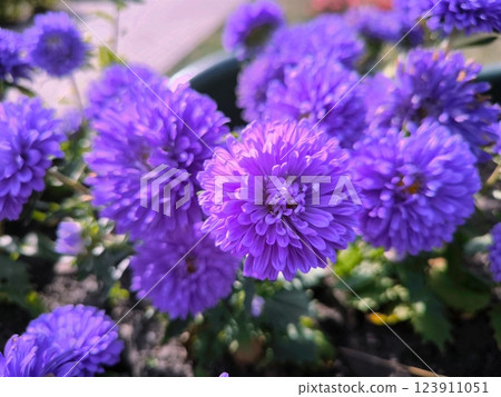 violet chrysanthemums flower in the garden. lilac Asters flowers close up. Callistephus or China aster and annual aster in the autumn garden 123911051