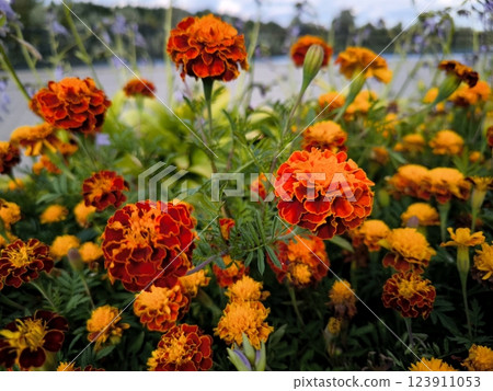 A beautiful marigold flowers outdoors Marigolds in the garden 123911053