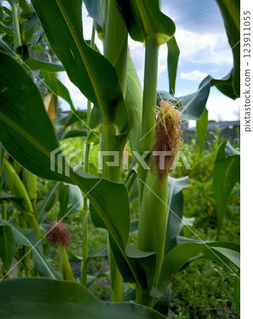 Corn in the green corn field 123911055