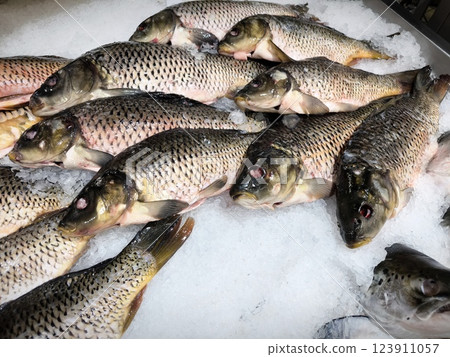 Fresh carp fish in the store. Raw fish on the ice. Fresh chilled carp at the fish market. River fish closeup. Fresh carp fish in the store. Raw fish on the ice. Fresh chilled carp at the fish market. River fish closeup. 123911057