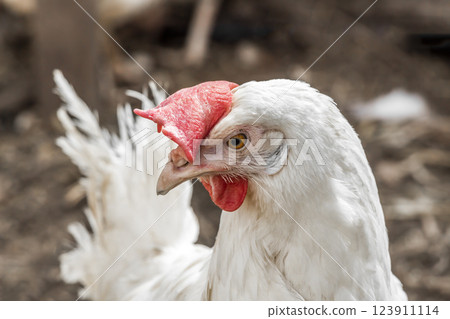 Chicken head closeup Chicken head closeup 123911114
