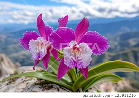 Purple and white cattleya orchids growing on a rock with mountain landscape in the background 123911210