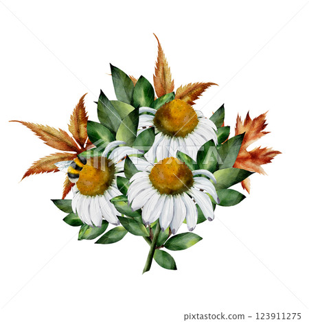 Composition of chamomile flowers, green and dry maple leaves and bumblebee. Watercolor illustration. Hand drawn illustration isolated on white background. For cards, textiles, design 123911275