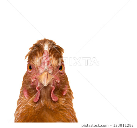 Portrait of a chicken Portrait of a chicken 123911292