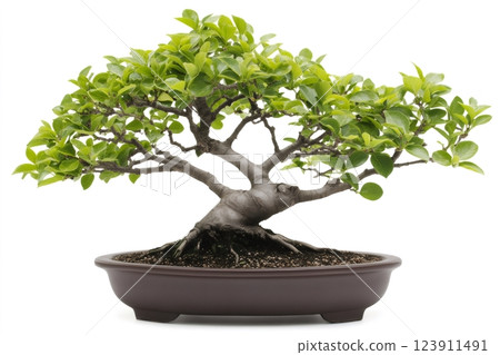 Bonsai tree growing in a pot on white background 123911491