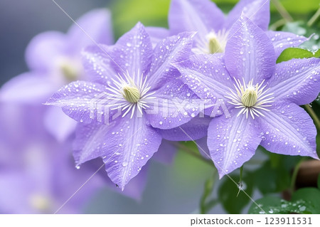 Purple clematis flowers with water drops blooming in spring 123911531