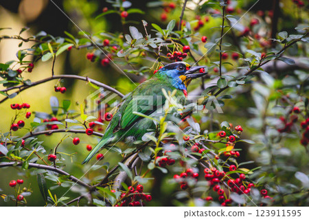 Five-color bird Five-color bird 123911595