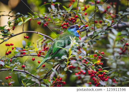 Five-color bird Five-color bird 123911596