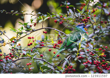 Five-color bird Five-color bird 123911597