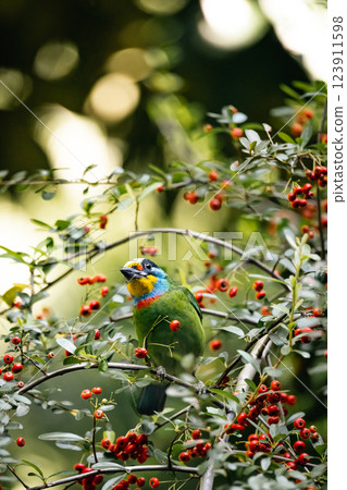 五色鳥 123911598