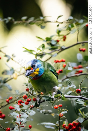 Five-color bird 123911604