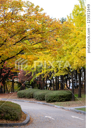 View of Yeouido Park, walkway with colorful leaves tree, autumn foliage. It is a park in Yeongdeungpo District, Seoul, South Korea. 123911649