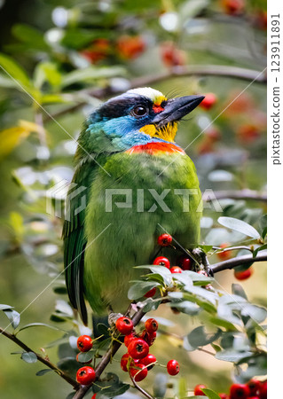 五色鳥 123911891