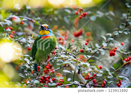Five-color bird Five-color bird 123911892