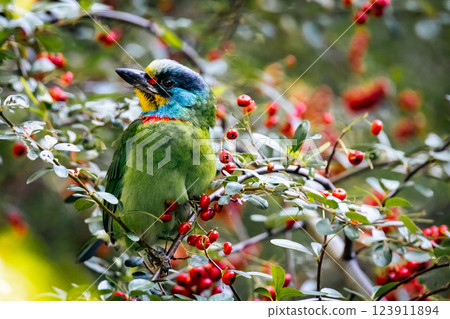 五色鳥 123911894
