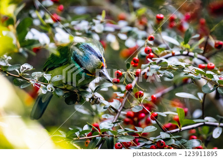 Five-color bird Five-color bird 123911895