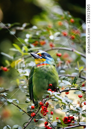 Five-color bird Five-color bird 123911905
