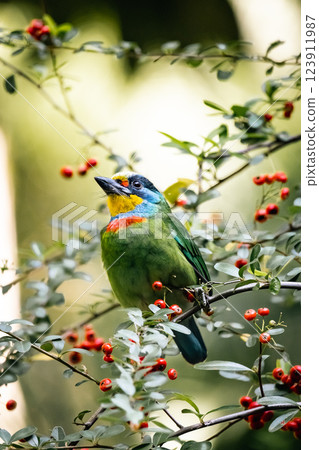 Five-color bird Five-color bird 123911987