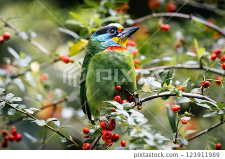 Five-color bird Five-color bird 123911989