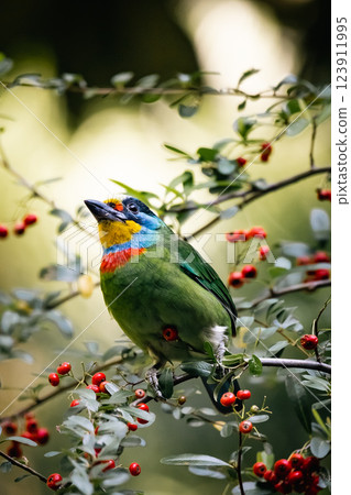 Five-color bird Five-color bird 123911995