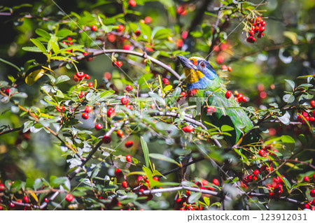 Five-color bird Five-color bird 123912031