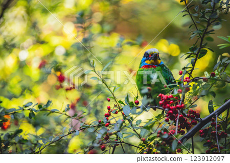 五色鳥 123912097