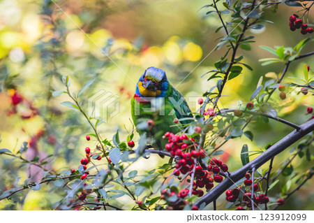 Five-color bird Five-color bird 123912099