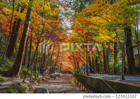 Autumn foliage at the Momiji Festival at Oguni Shrine, Ichinomiya, Totomi Province, in Morimachi (Shizuoka Prefecture) 123912107
