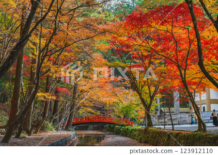 Autumn foliage at the Momiji Festival at Oguni Shrine, Ichinomiya, Totomi Province, in Morimachi (Shizuoka Prefecture) 123912110