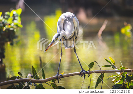 一隻鳥 一隻鳥 123912138