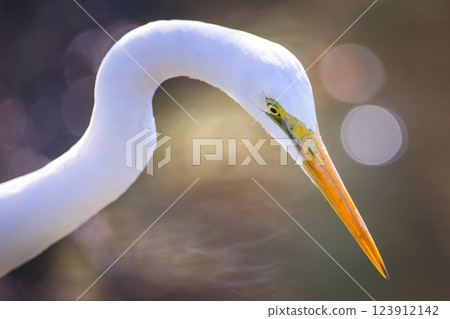 一隻鳥 123912142