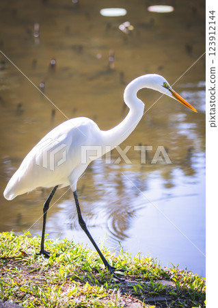一隻鳥 一隻鳥 123912144