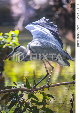 一隻鳥 123912184