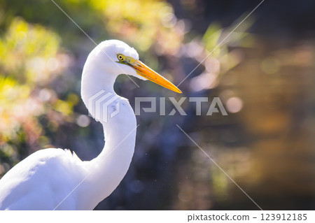 一隻鳥 一隻鳥 123912185