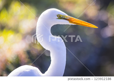 一隻鳥 一隻鳥 123912186