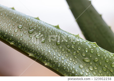Leaf aloe Vera Leaf aloe Vera 123912238