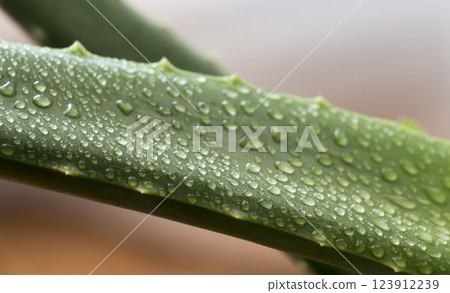 Leaf aloe Vera Leaf aloe Vera 123912239