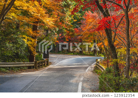 Autumn foliage at the Momiji Festival at Oguni Shrine, Ichinomiya, Totomi Province, in Morimachi (Shizuoka Prefecture) 123912354