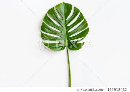 Green Monstera Leaf on White Background 123912482