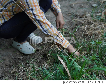 Asian adult woman working outdoors in summer garden. Asian adult woman working outdoors in summer garden. 123912911