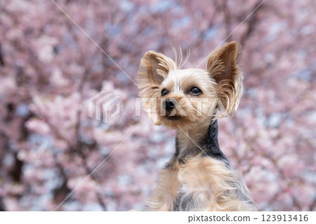 河津櫻花與約克夏犬 河津櫻花與約克夏犬 123913416