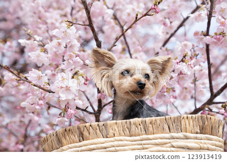 Kawazu cherry blossoms and Yorkshire terrier Kawazu cherry blossoms and Yorkshire terrier 123913419