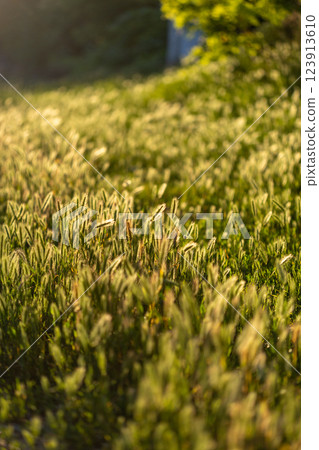 Beautiful ears of grass are located opposite the sun's rays. Ears of grass sway in the wind. Beautiful rays of sunset, evening sun. 123913610