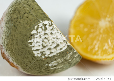 Rotten Lemon with Green and White Mold Spots Rotten Lemon with Green and White Mold Spots 123914035