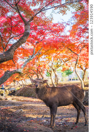 [秋] 奈良公園的鹿 [紅葉] 123914590
