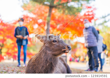 [秋] 奈良公園的鹿 [紅葉] 123914591